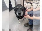 Border Collie Mix DOG FOR ADOPTION RGADN-1377891 - Winnie - Shepherd / Border