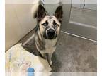 Huskies Mix DOG FOR ADOPTION RGADN-1377922 - LACEY - Husky / Mixed (medium coat)