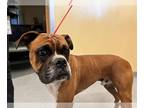 Boxer DOG FOR ADOPTION RGADN-1377956 - NEWMAN - Boxer (medium coat) Dog For