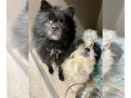 Pomeranian DOG FOR ADOPTION RGADN-1378236 - 2410-0963 Gizmo and 0964 Tuxedo -