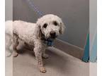 Poodle (Standard) Mix DOG FOR ADOPTION RGADN-1378273 - *SIRIUS - Poodle