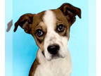 Pointer Mix DOG FOR ADOPTION RGADN-1378365 - Cuban - Pointer / Mixed (short