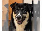 Alaskan Malamute Mix DOG FOR ADOPTION RGADN-1378414 - JACK SKELLINGTON - Alaskan