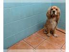 Cocker Spaniel DOG FOR ADOPTION RGADN-1378417 - PRINCE - Cocker Spaniel (medium