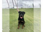 Rottweiler DOG FOR ADOPTION RGADN-1378545 - Zuri - Rottweiler Dog For Adoption