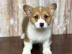 VIJOJO M/F Pembroke Welsh Corgi Puppies Ready Now