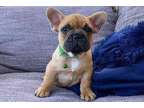 AOKANA M/F French Bulldog Puppies Ready Now