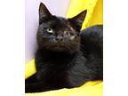 Jupiter, Domestic Shorthair For Adoption In Tierra Verde, Florida