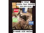 Jax, Domestic Shorthair For Adoption In Bridgewater, New Jersey