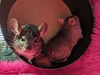 Ellie & Delilah, Chinchilla For Adoption In Chino, California