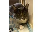 Tom, Domestic Shorthair For Adoption In Henderson, Nevada