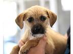 Hazel, Terrier (unknown Type, Small) For Adoption In Rockford, Illinois