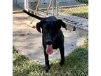 Isabell, Labrador Retriever For Adoption In Albany, Missouri