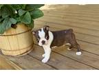 Boston Terrier Puppy for sale in Springfield, MO, USA