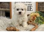 Bichon Frise Puppy for sale in Fort Wayne, IN, USA