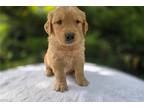 Golden Retriever Puppy for sale in Fort Wayne, IN, USA