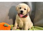 Labrador Retriever Puppy for sale in Kirksville, MO, USA