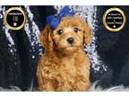 Maltipoo Puppy for sale in Fort Wayne, IN, USA