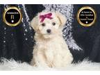 Maltipoo Puppy for sale in Fort Wayne, IN, USA