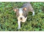 Boston Terrier Puppy for sale in Springfield, MO, USA