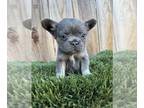 French Bulldog PUPPY FOR SALE ADN-834463 - GRIZZLY THE FLUFFY