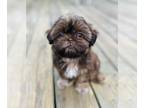 Shih Tzu PUPPY FOR SALE ADN-834297 - Imperial Shih Tzu Puppy