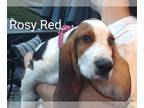 Basset Hound PUPPY FOR SALE ADN-834238 - Basset Hounds