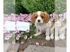 Cavalier King Charles Spaniel PUPPY FOR SALE ADN-834475 - registered Cavalier