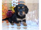 Dachshund PUPPY FOR SALE ADN-834409 - Sadie