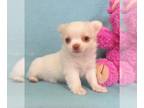 Chihuahua PUPPY FOR SALE ADN-834291 - Calvin 2 Chihuahua puppy