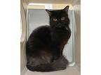 Jiji, Domestic Shorthair For Adoption In Lincoln, Nebraska