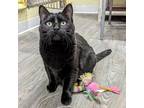 Midnight Moon, Domestic Shorthair For Adoption In Wheaton, Illinois