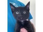 Kiwi, Domestic Shorthair For Adoption In Monterey, California