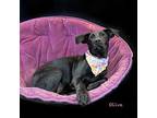 Olive, Labrador Retriever For Adoption In Hot Springs Village, Arkansas