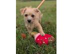 Winnie, Fox Terrier (wirehaired) For Adoption In Summit, New Jersey