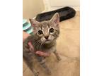 Harper, Domestic Shorthair For Adoption In Coppell, Texas