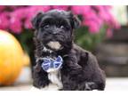 Havanese Puppy for sale in Canton, OH, USA