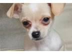 Chihuahua Puppy for sale in Joplin, MO, USA