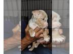 American Bully PUPPY FOR SALE ADN-834879 - Carr s Bullys