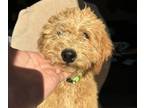 Goldendoodle (Miniature) PUPPY FOR SALE ADN-834715 - Mini Golden Doodle