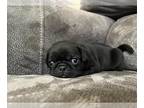 Pug PUPPY FOR SALE ADN-834605 - AKC registered pug litter