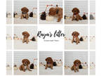 Cavalier King Charles Spaniel PUPPY FOR SALE ADN-834593 - Raya and Emeralds