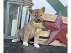 Shiba Inu PUPPY FOR SALE ADN-834867 - Purebred Shiba Inu Female