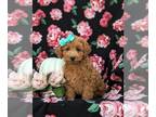 Poodle (Miniature) PUPPY FOR SALE ADN-834865 - Adorable small Mini Poodle Puppy