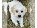 Maltipoo PUPPY FOR SALE ADN-834703 - Adorable Maltipoos