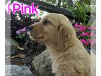 Golden Retriever PUPPY FOR SALE ADN-834663 - AKC golden retriever puppies born