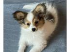 Papillon PUPPY FOR SALE ADN-834594 - Bailey AKC female