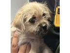 Basil*, Terrier (unknown Type, Medium) For Adoption In Pomona, California