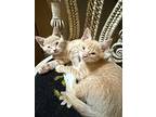 Tangerine & Kumquat, Domestic Shorthair For Adoption In Chicago, Illinois