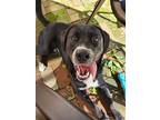 Radar 'vegas', Labrador Retriever For Adoption In St Louis, Missouri